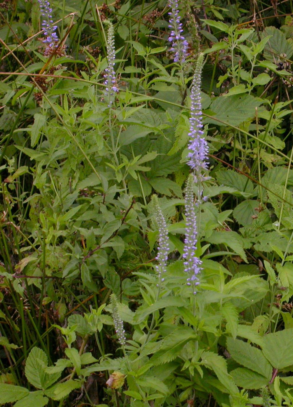 Veronica longifolia (door Peter Meininger)