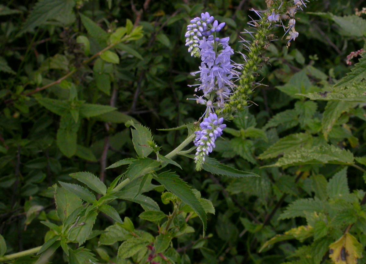 Veronica longifolia (door Peter Meininger)