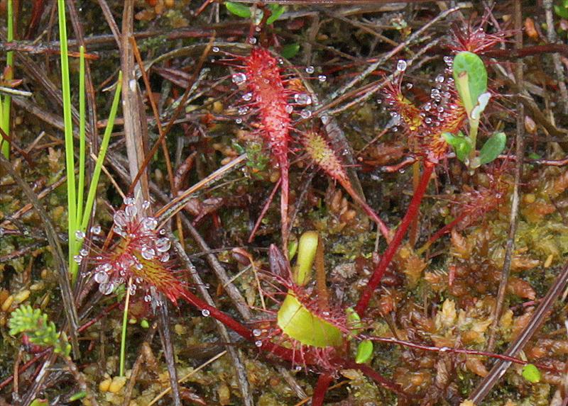 Drosera anglica (door Peter Meininger)