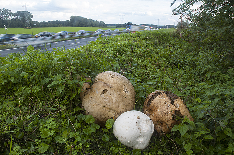 Calvatia gigantea (door Nico Dam)