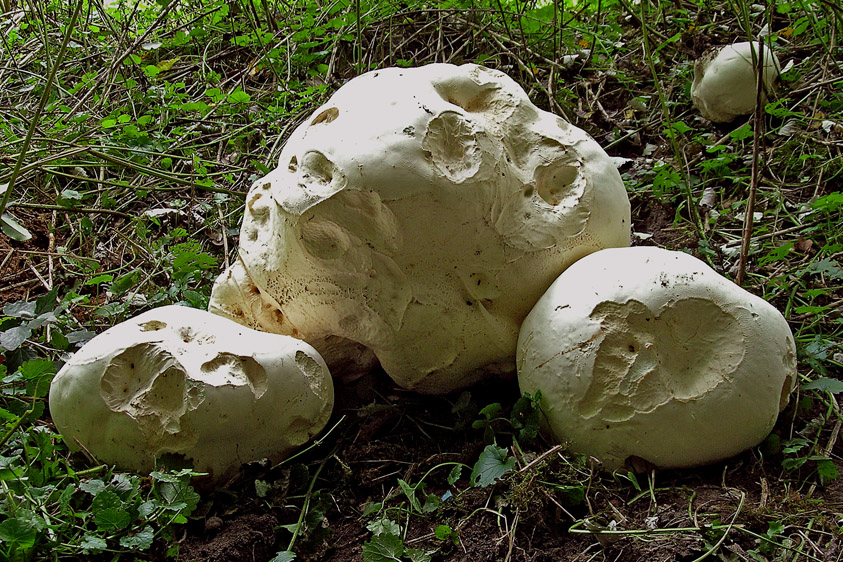 Calvatia gigantea (door Henk Huijser)