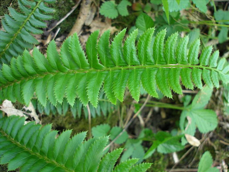 Polystichum lonchitis (door Piet Bremer )