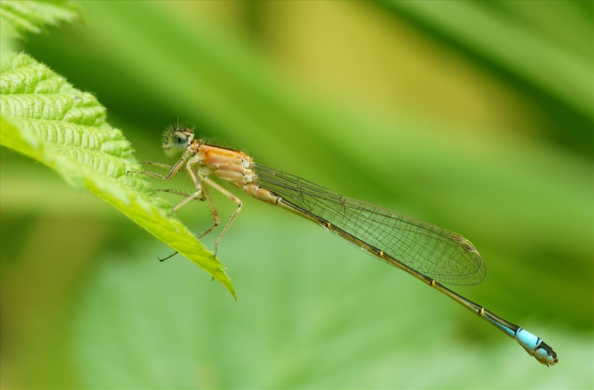 Ischnura elegans (door jelle bakker)