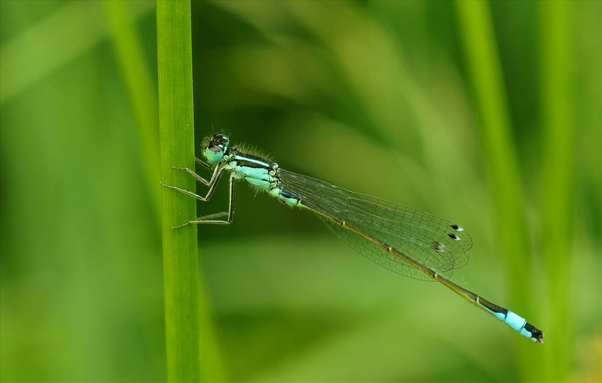 Ischnura elegans (door jelle bakker)