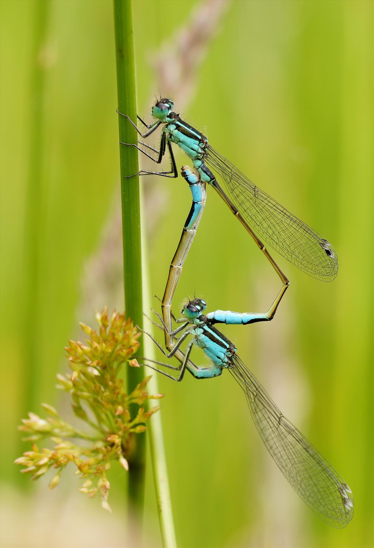 Ischnura elegans (door jelle bakker)