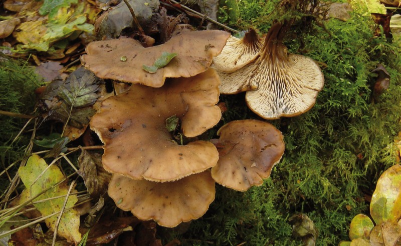 Lentinellus cochleatus (door Maurice van der Molen)