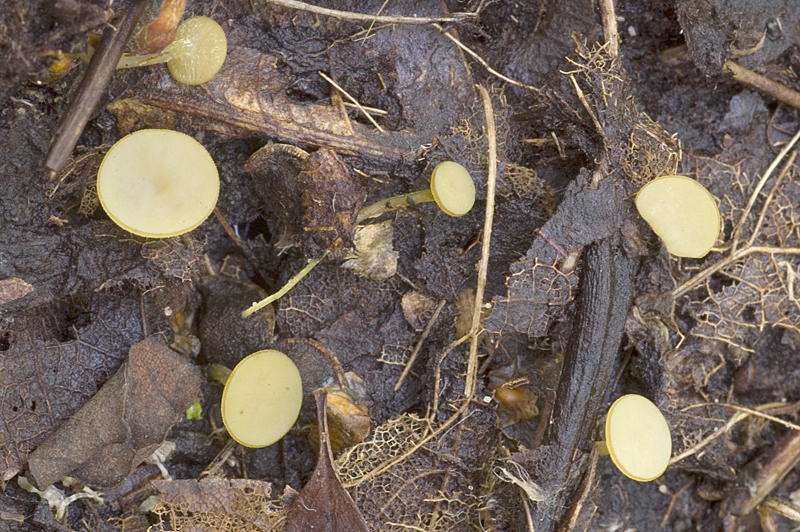 Rutstroemia luteovirescens (door Nico Dam)