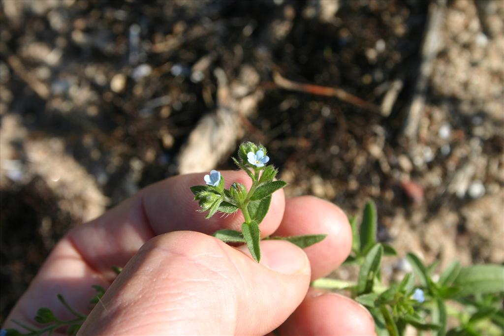 Lappula squarrosa (door Niels Jeurink)