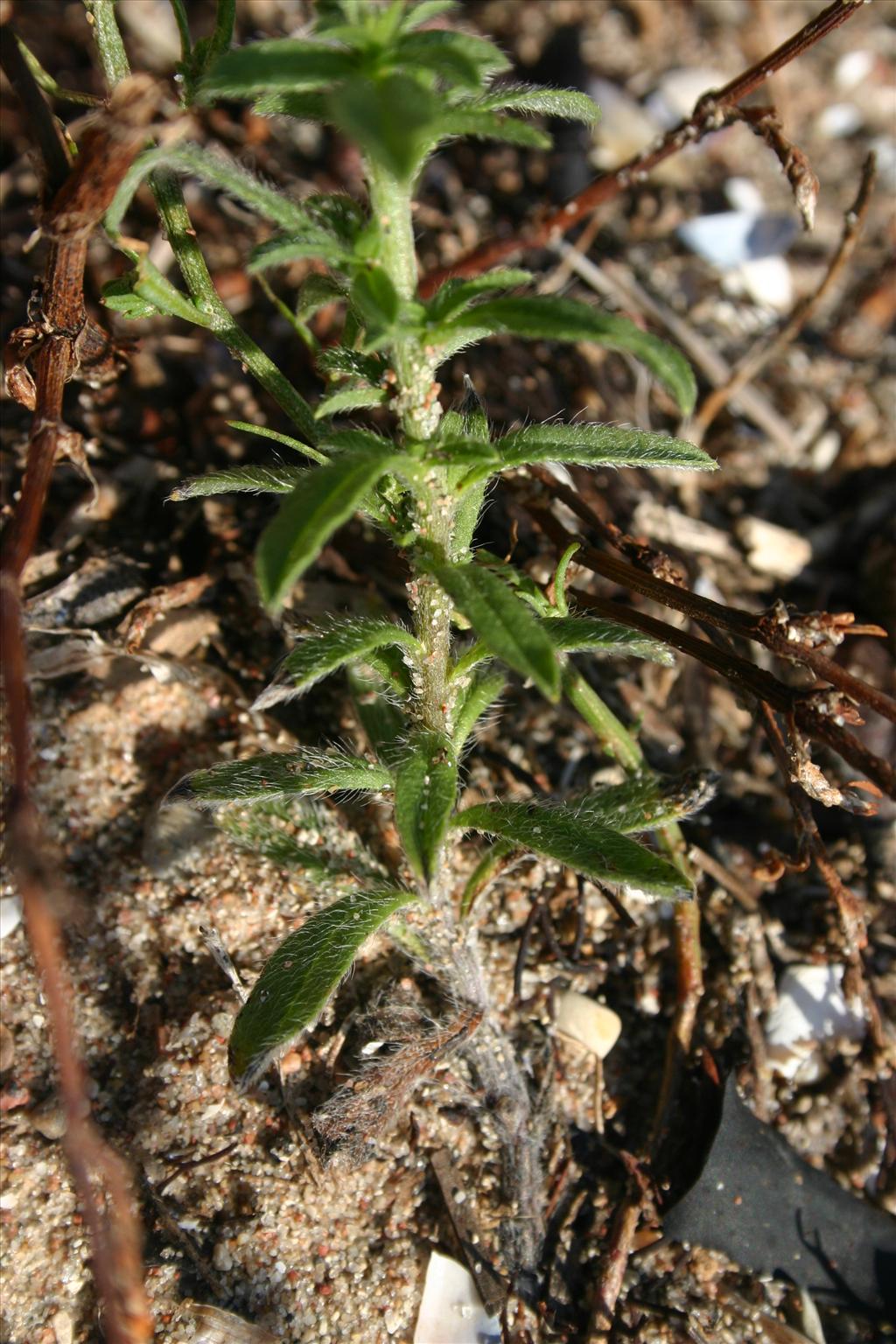 Lappula squarrosa (door Niels Jeurink)