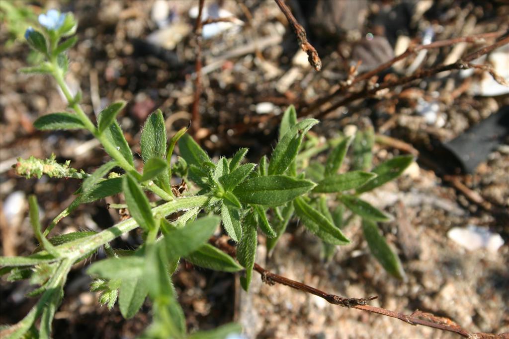 Lappula squarrosa (door Niels Jeurink)