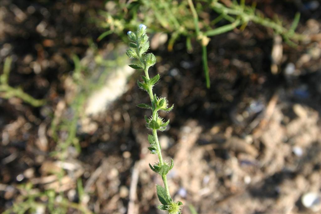 Lappula squarrosa (door Niels Jeurink)