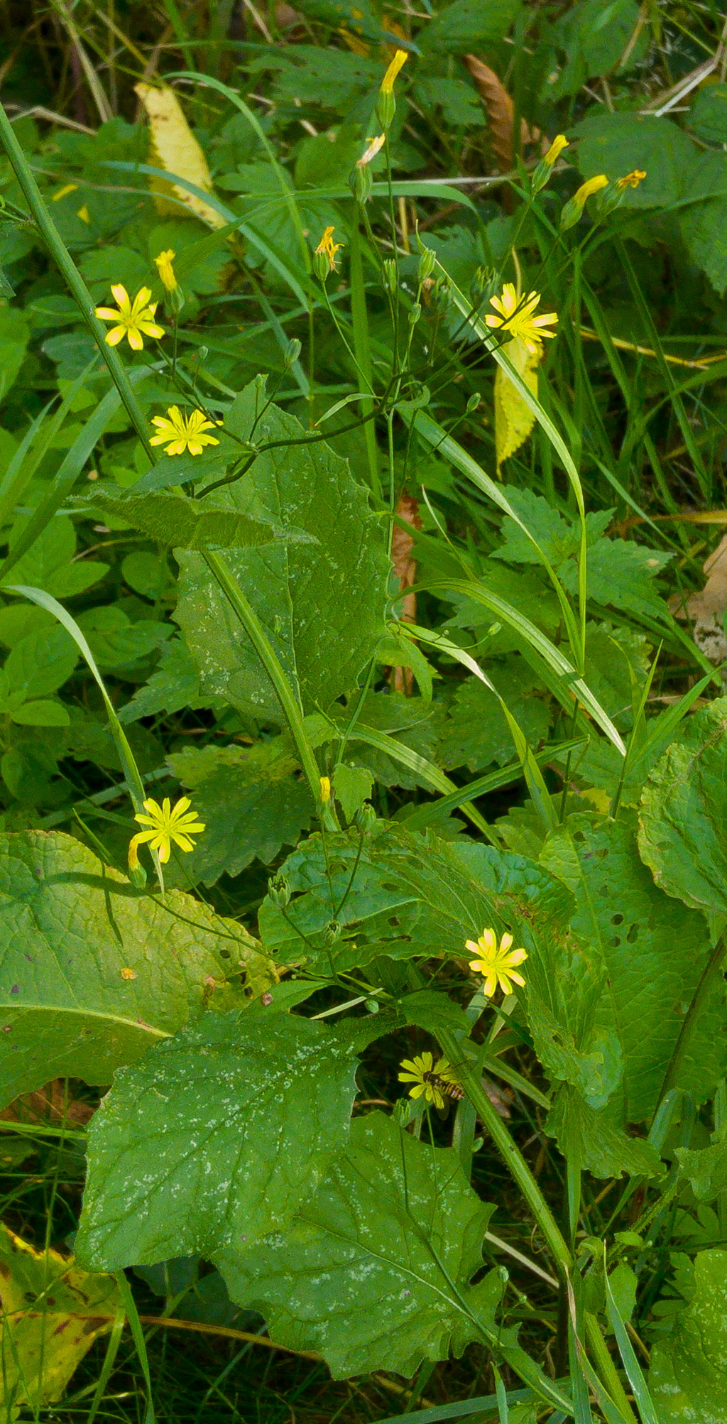 Lapsana communis (door Ab H. Baas)