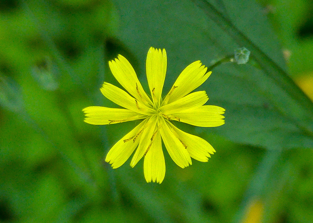 Lapsana communis (door Ab H. Baas)