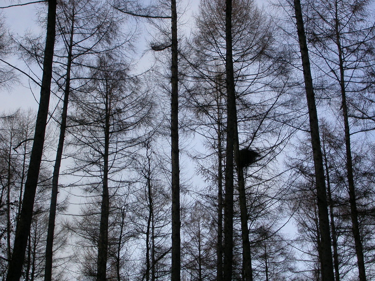 Larix decidua (door Peter Meininger)