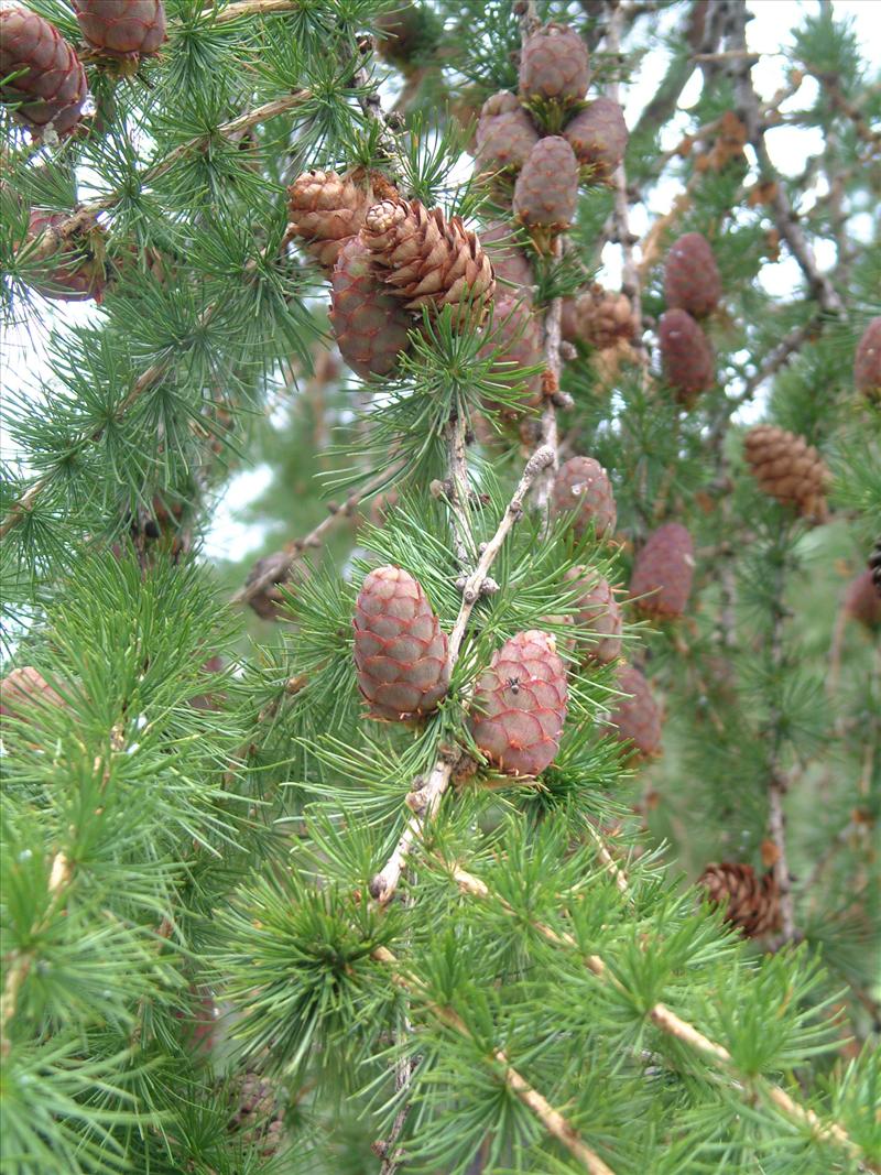 Larix decidua (door Adrie van Heerden)