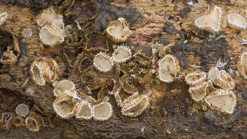 Lasiobelonium corticale (door Nico Dam)