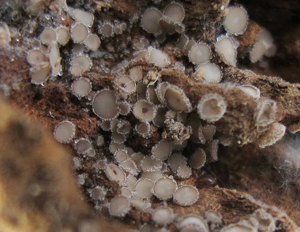 Lasiobelonium variegatum (door Eduard Osieck)