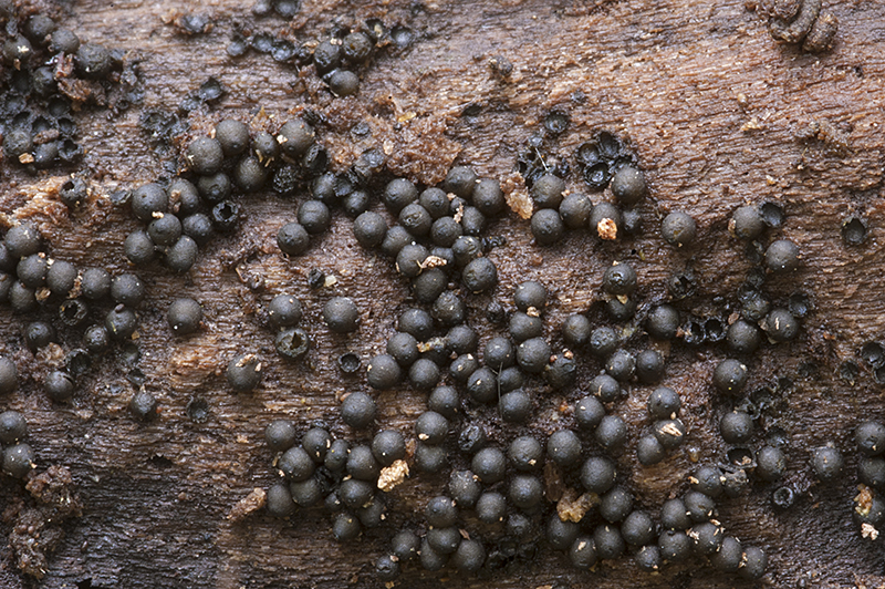 Lasiosphaeria ovina (door Nico Dam)