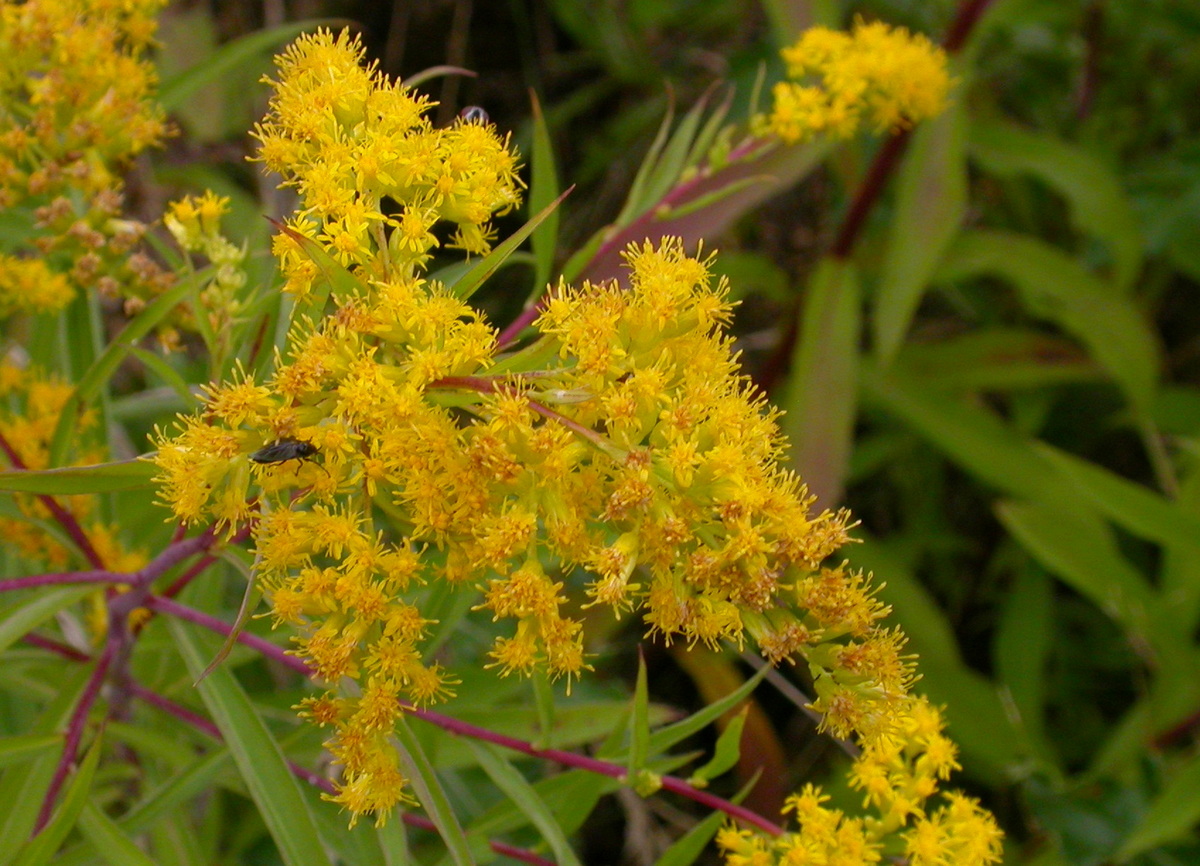 Solidago gigantea (door Peter Meininger)