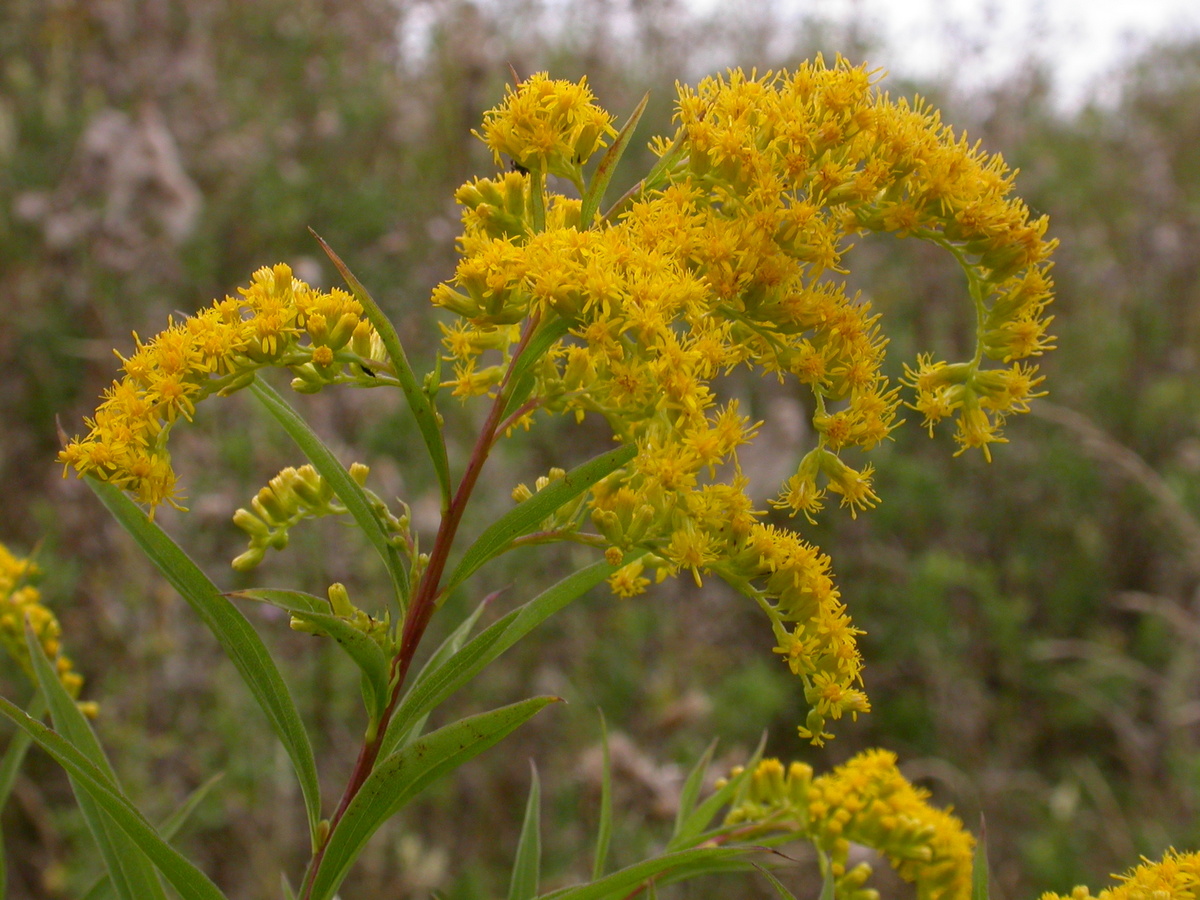 Solidago gigantea (door Peter Meininger)