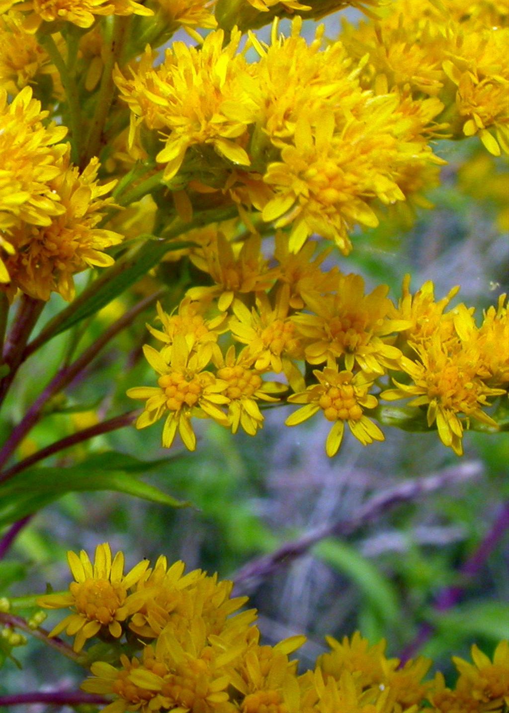 Solidago gigantea (door Peter Meininger)