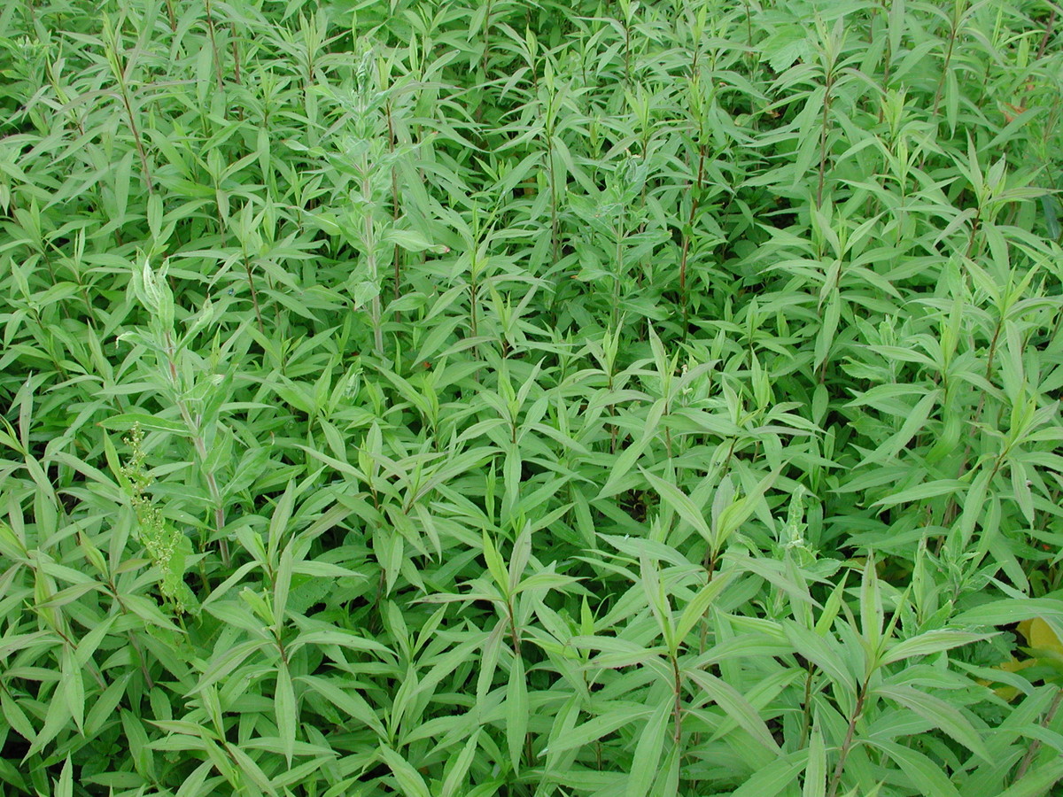 Solidago gigantea (door Peter Meininger)