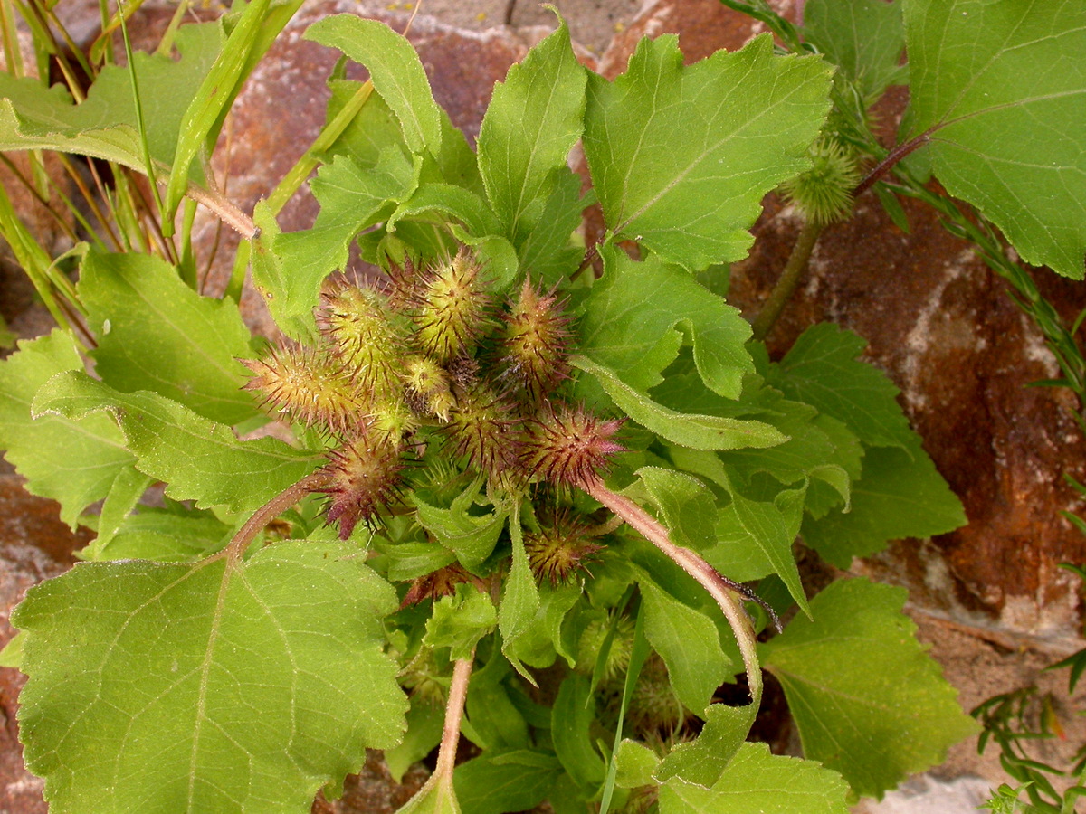 Xanthium orientale/strumarium (door Peter Meininger)