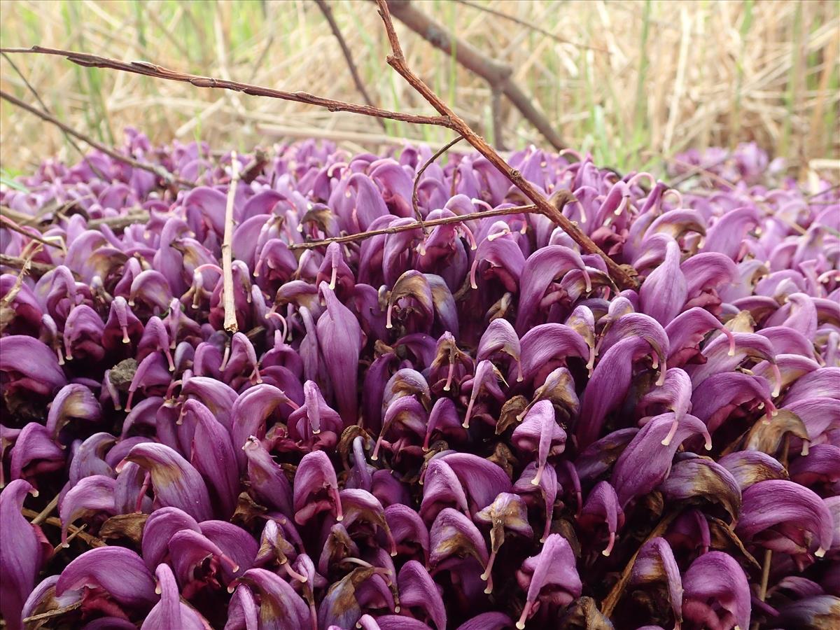 Lathraea clandestina (door Adrie van Heerden)