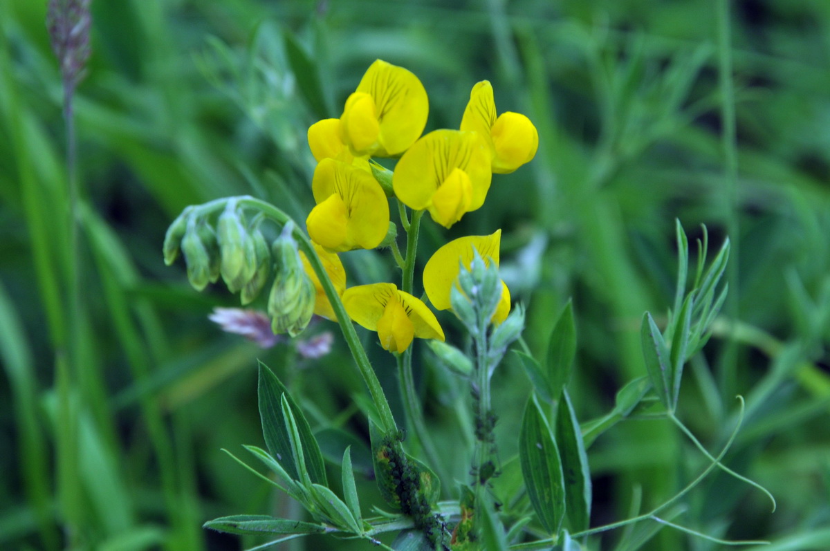 Lathyrus pratensis (door Hans Toetenel)