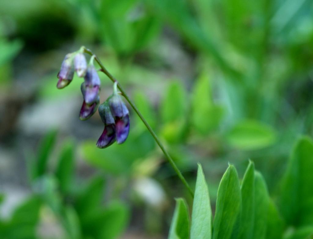 Lathyrus niger (door Joke Schaminée-Sluis)