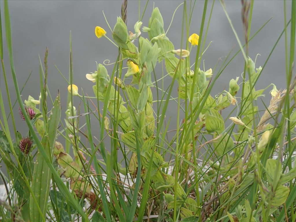 Lathyrus aphaca (door Adrie van Heerden)