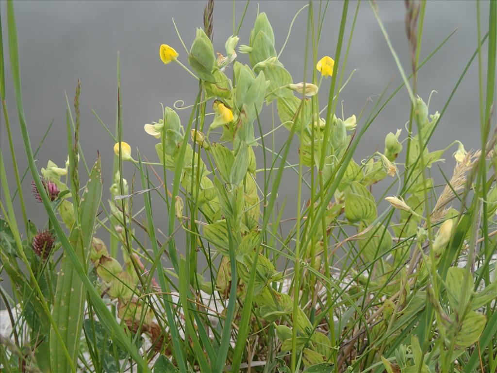 Lathyrus aphaca (door Adrie van Heerden)