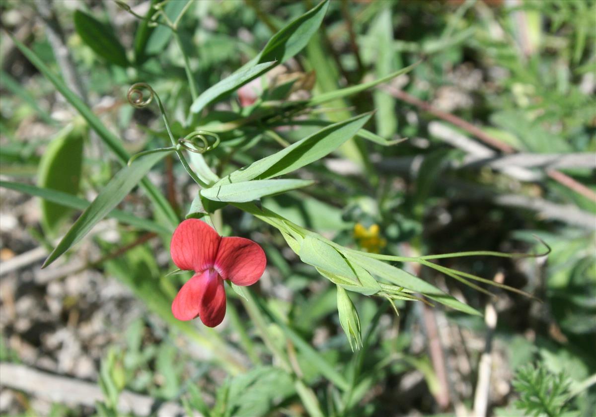 Lathyrus cicera (door Pieter Stolwijk)