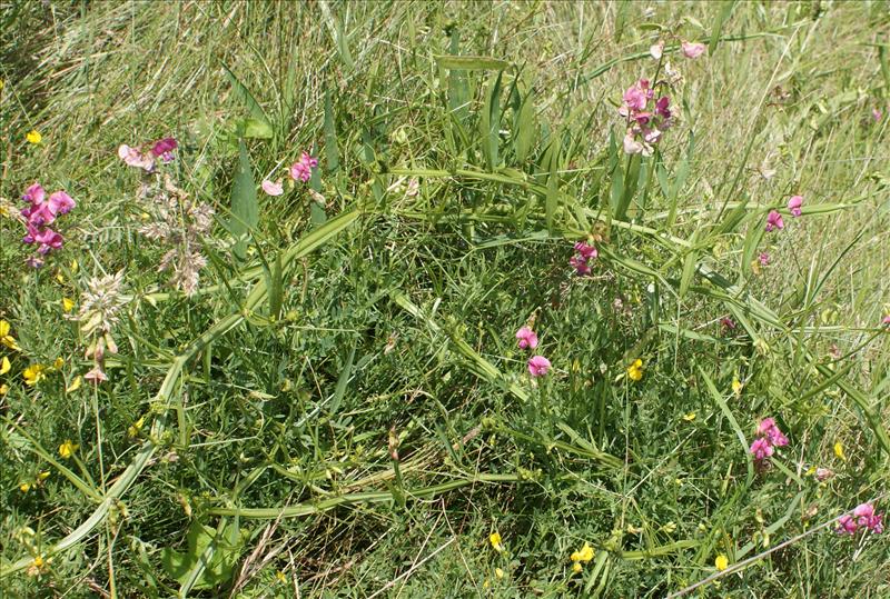 Lathyrus latifolius (door Adrie van Heerden)