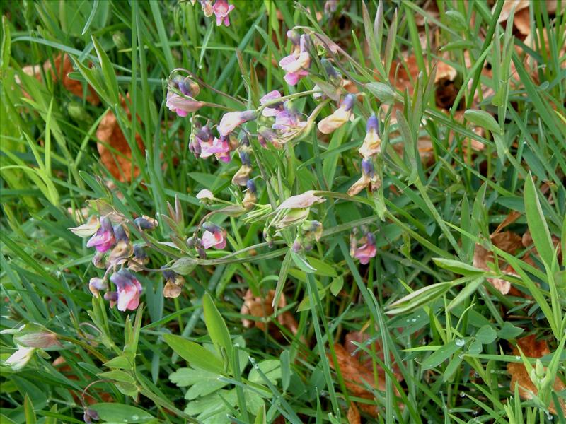 Lathyrus linifolius (door Adrie van Heerden)