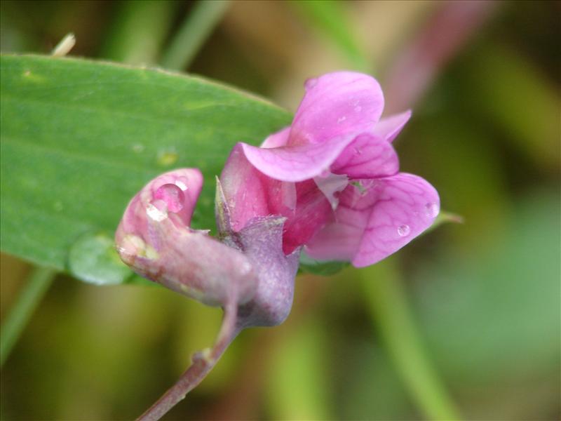 Lathyrus linifolius (door Adrie van Heerden)