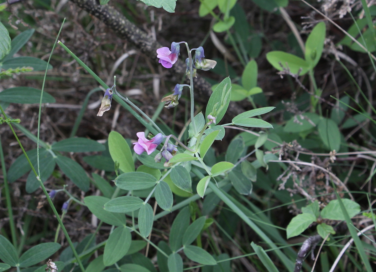 Lathyrus linifolius (door Peter Meininger)