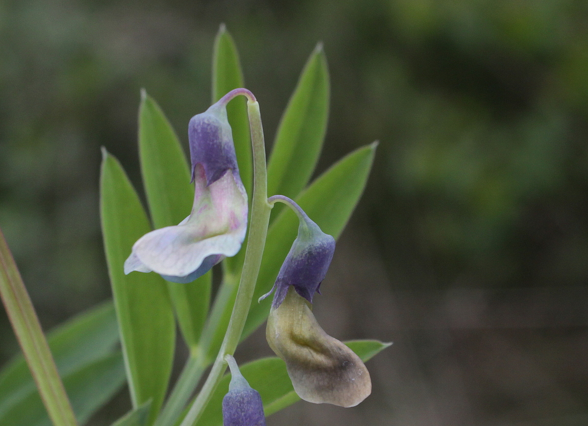 Lathyrus linifolius (door Peter Meininger)