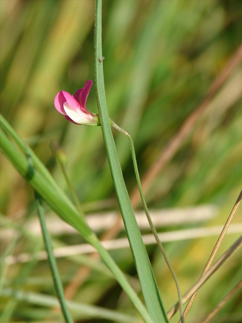 Lathyrus nissolia (door Adrie van Heerden)