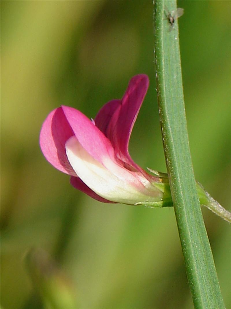 Lathyrus nissolia (door Adrie van Heerden)