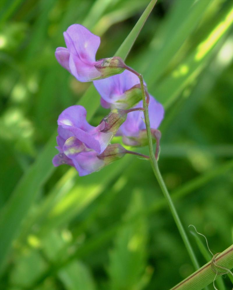 Lathyrus palustris (door Adrie van Heerden)