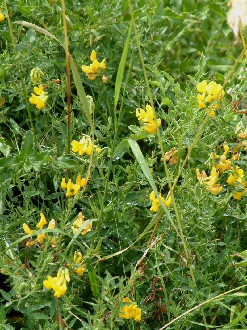 Lathyrus pratensis (door Adrie van Heerden)