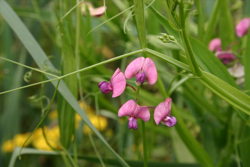 Lathyrus sylvestris (door Niels Jeurink)