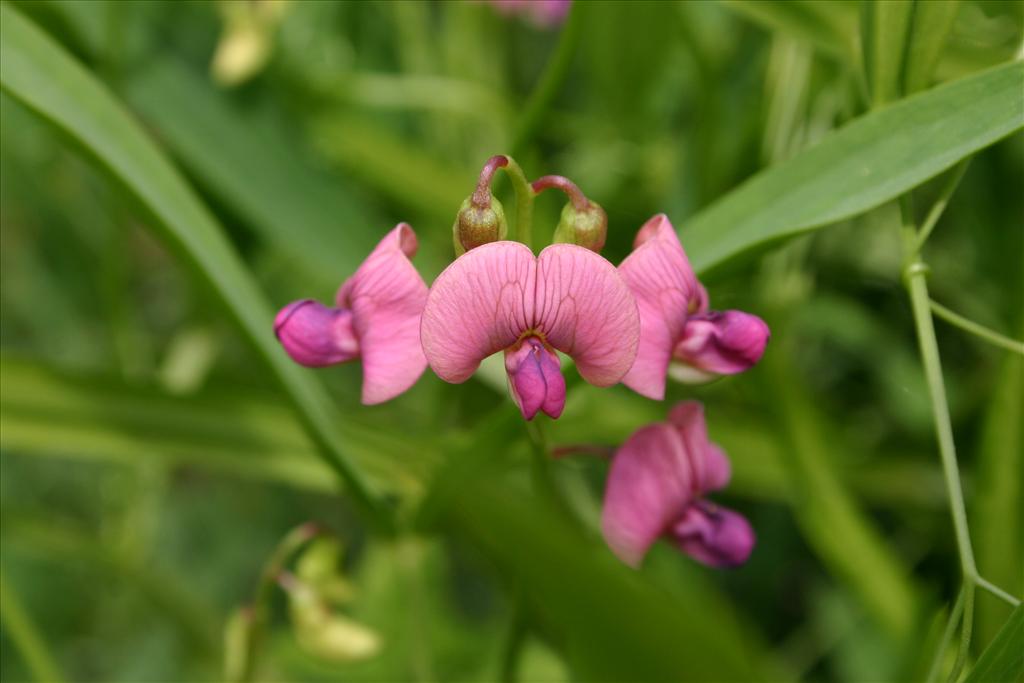 Lathyrus sylvestris (door Niels Jeurink)