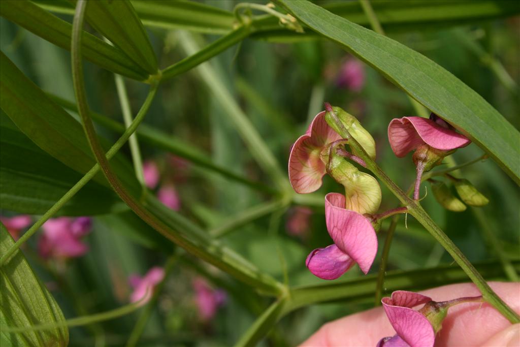 Lathyrus sylvestris (door Niels Jeurink)