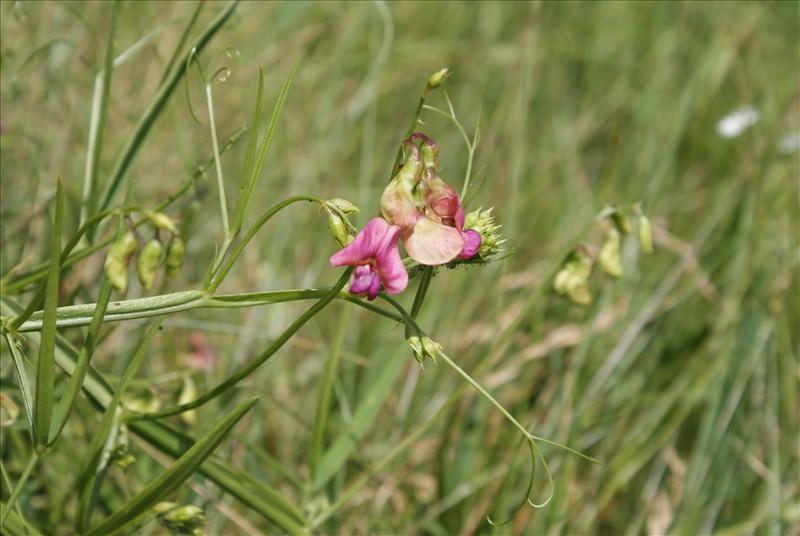 Lathyrus sylvestris (door Adrie van Heerden)