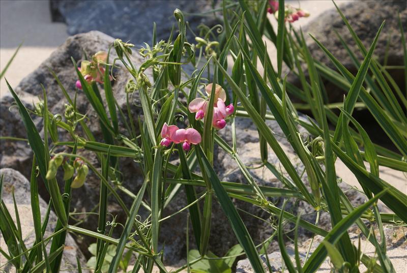 Lathyrus sylvestris (door Adrie van Heerden)