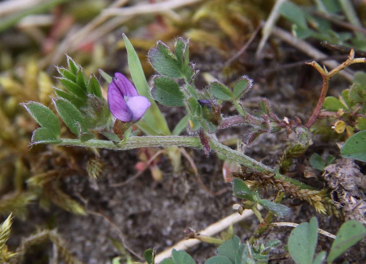 Vicia lathyroides (door Peter Meininger)