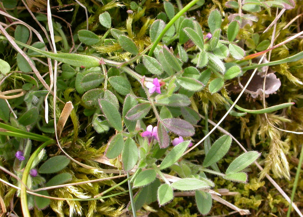 Vicia lathyroides (door Peter Meininger)