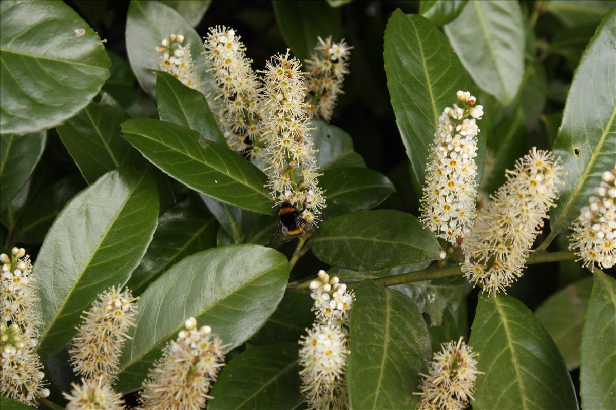 Prunus laurocerasus (door Peter Meininger)